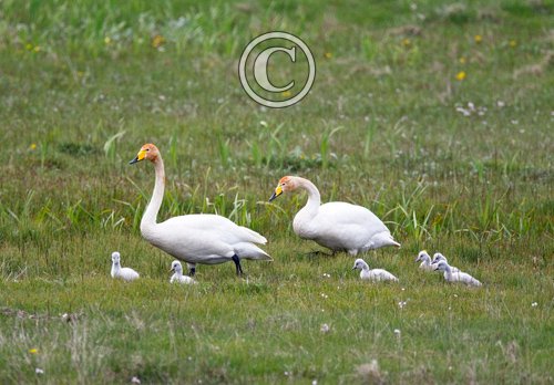 Whooper Swans with Cygnets DM0978